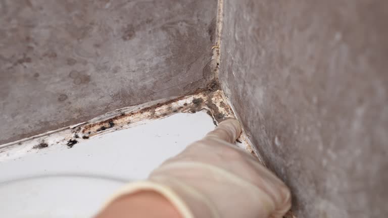 Best Mold Documentation for Insurance Claims  in Tecumseh, MI